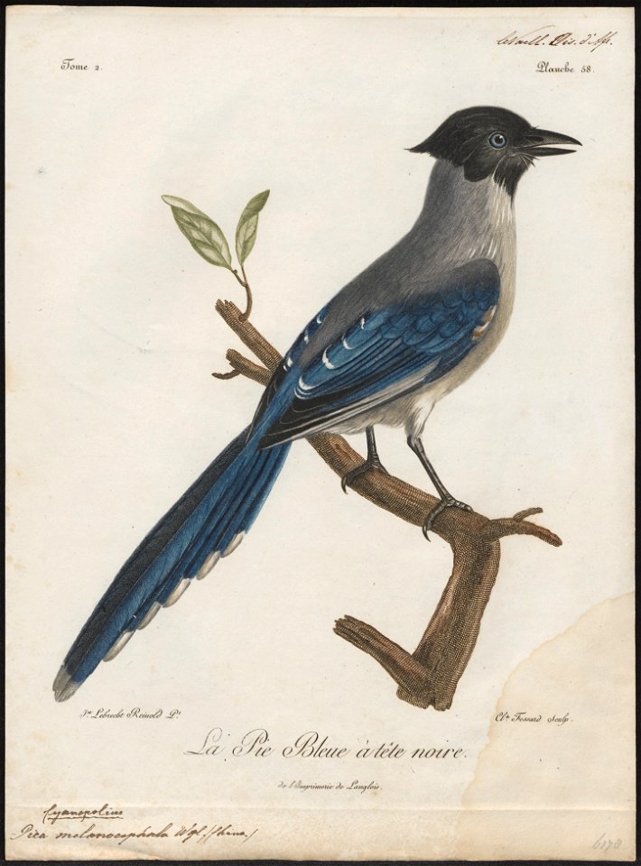 Pica melanocephala - 1796-1808 - Print - Iconographia Zoologica - Special Collections University of Amsterdam - UBA01 IZ15700193