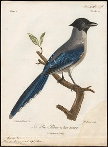 Pica melanocephala - 1796-1808 - Print - Iconographia Zoologica - Special Collections University of Amsterdam - UBA01 IZ15700193