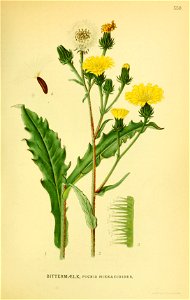 Picris hieracioides
