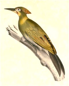 Picus chlorolophus chlorolophus Hardwicke