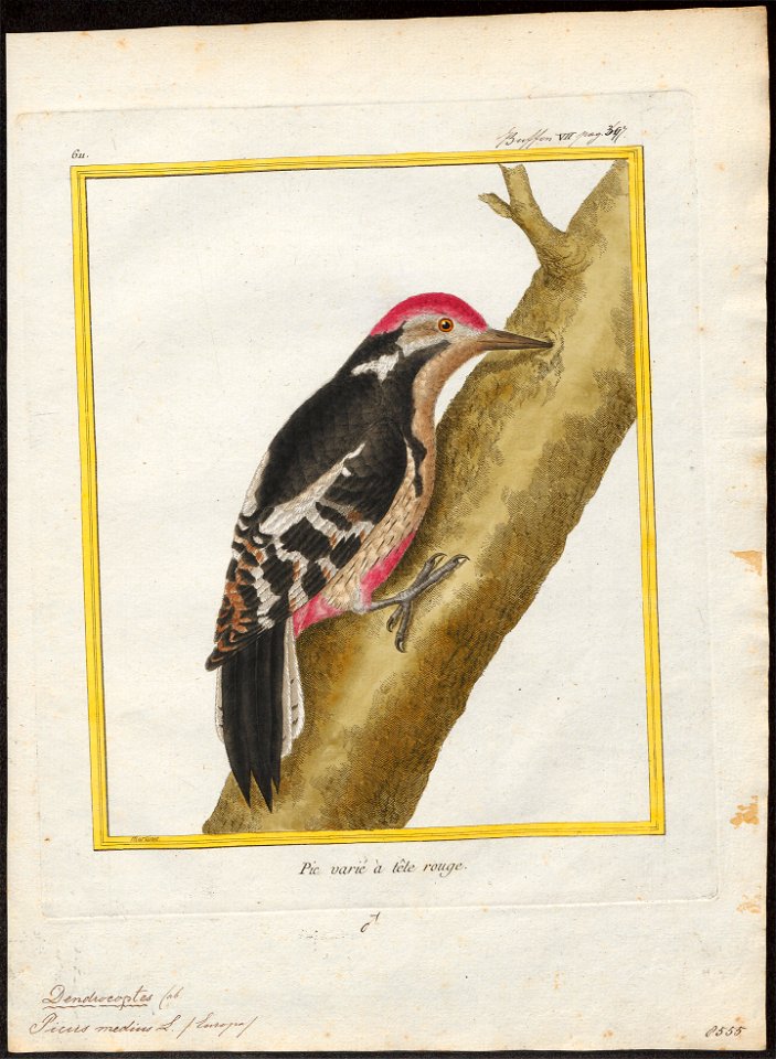 Picus medius - 1700-1880 - Print - Iconographia Zoologica - Special Collections University of Amsterdam - UBA01 IZ18700053