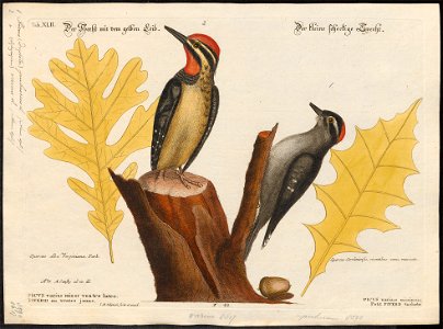 Picus pubescens - 1700-1880 - Print - Iconographia Zoologica - Special Collections University of Amsterdam - UBA01 IZ18700091