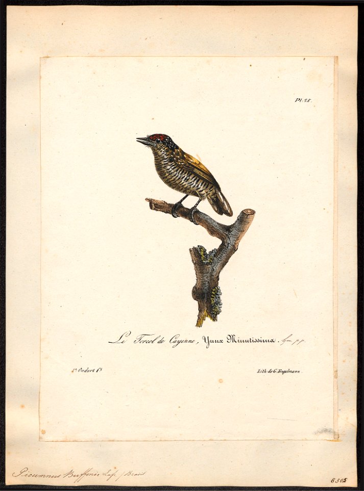 Picumnus buffonii - 1825-1834 - Print - Iconographia Zoologica - Special Collections University of Amsterdam - UBA01 IZ18700009