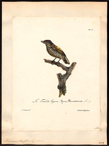 Picumnus buffonii - 1825-1834 - Print - Iconographia Zoologica - Special Collections University of Amsterdam - UBA01 IZ18700009