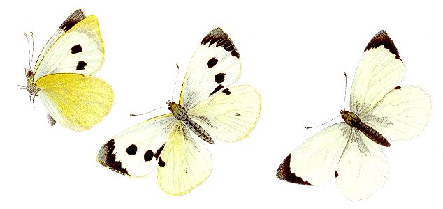 Pieris brassicae - Großer Kohlweißling
