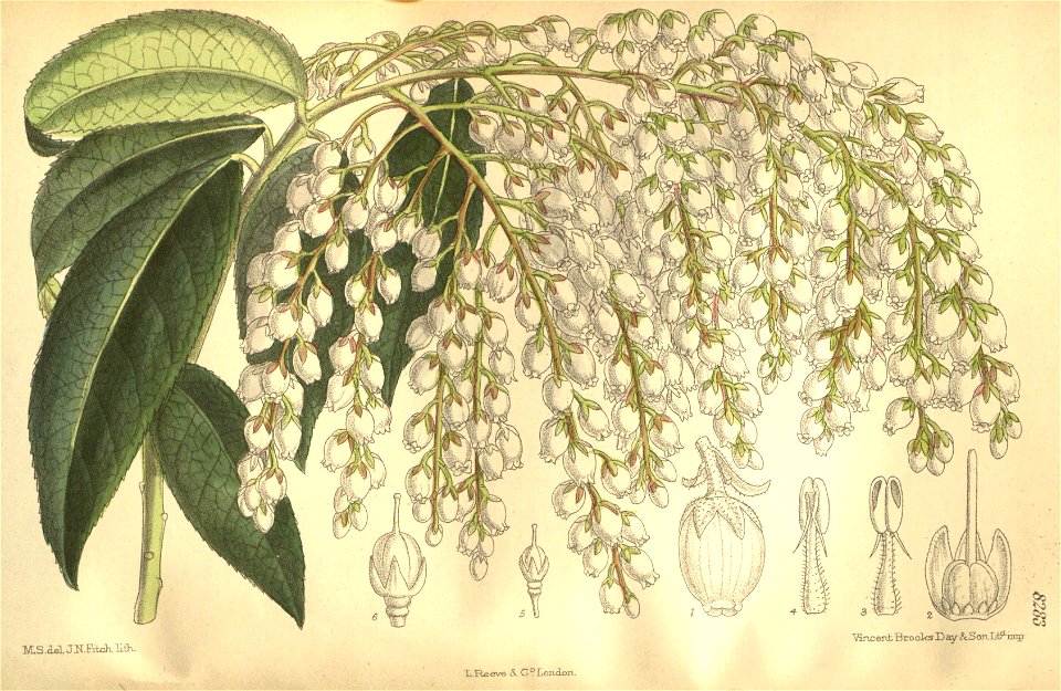 Pieris formosa 135-8283