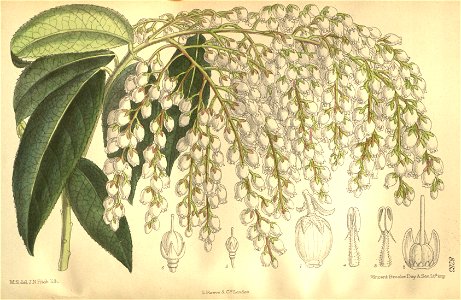 Pieris formosa 135-8283