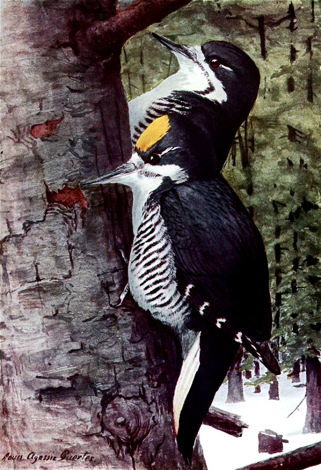 Picoides arcticusAAP060A