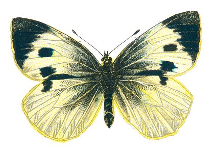 Pieris brassicae femelle par Nemos
