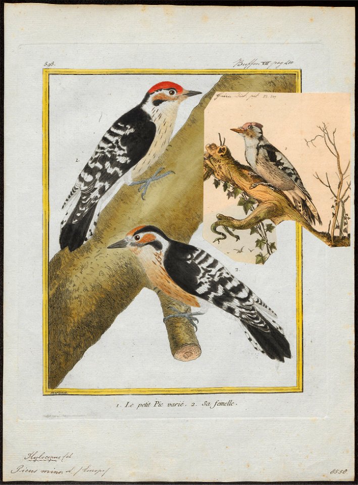 Picus minor - 1790-1796 - Print - Iconographia Zoologica - Special Collections University of Amsterdam - UBA01 IZ18700061