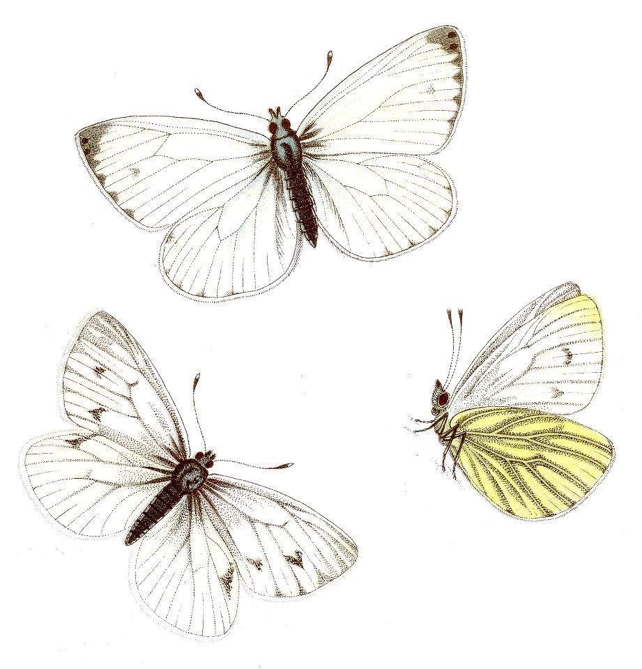 Pieris napi - Rapsweißling