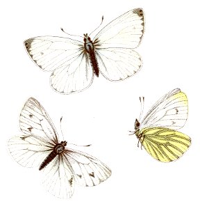 Pieris napi - Rapsweißling