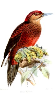 PicusNoguchiiKeulemans