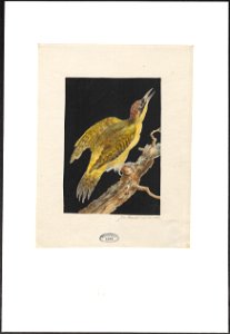 Picus viridis - 1753-1834 - Print - Iconographia Zoologica - Special Collections University of Amsterdam - UBA01 IZA1000242