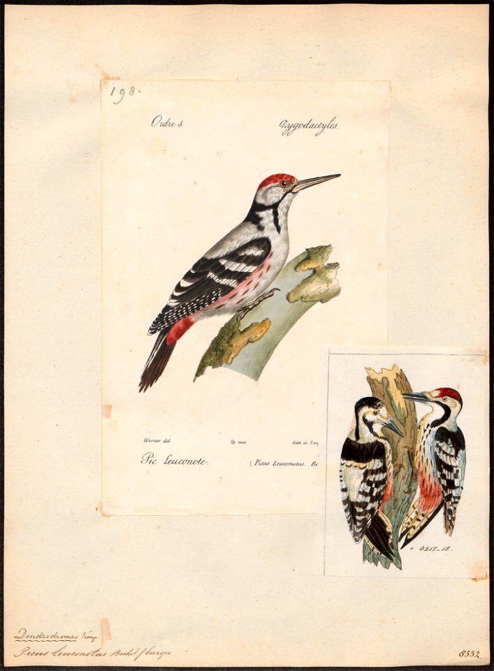 Picus leuconotus - 1842-1848 - Print - Iconographia Zoologica - Special Collections University of Amsterdam - UBA01 IZ18700051
