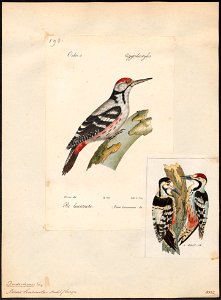 Picus leuconotus - 1842-1848 - Print - Iconographia Zoologica - Special Collections University of Amsterdam - UBA01 IZ18700051