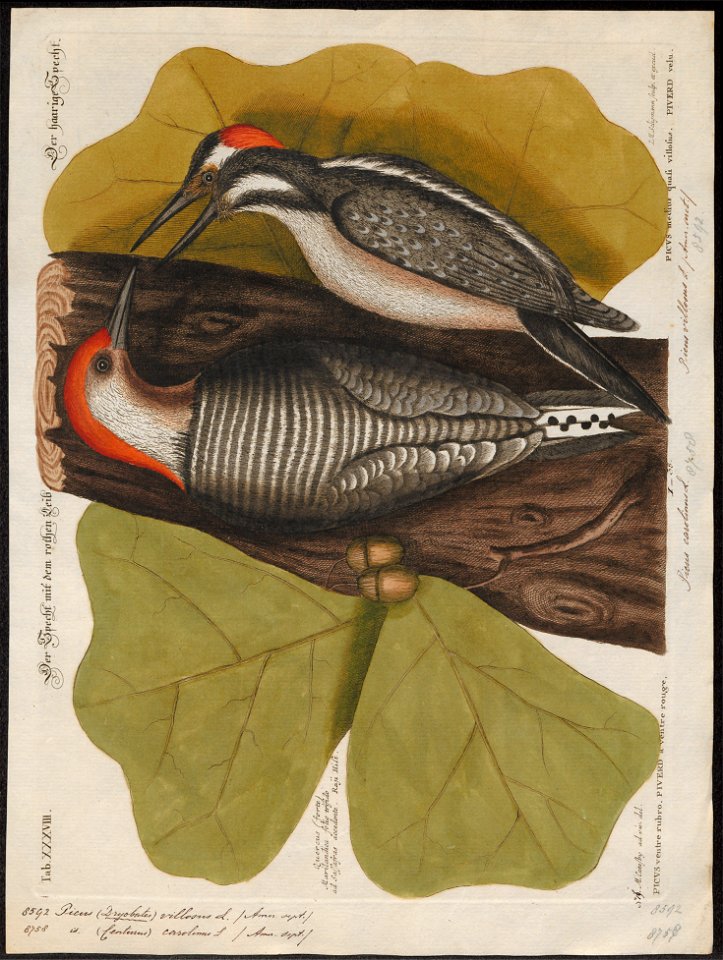 Picus villosus - 1700-1880 - Print - Iconographia Zoologica - Special Collections University of Amsterdam - UBA01 IZ18700353