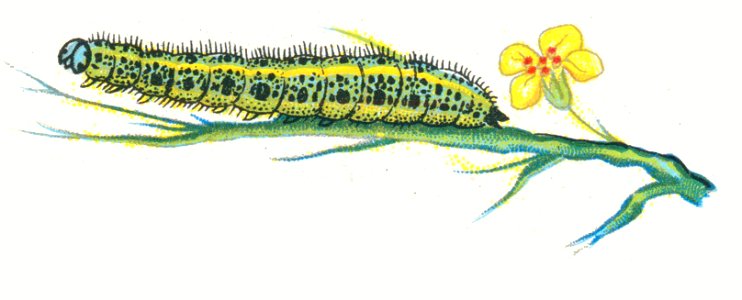 Pieris brassicae chenille par Nemos