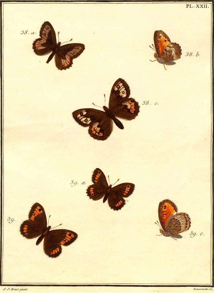 Pierre Nicolas Ransonnette - Engramelle - Paillons XXII
