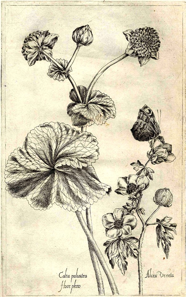 Pierre Vallet Jardin du roy Henry IV ubs G 382 II 05