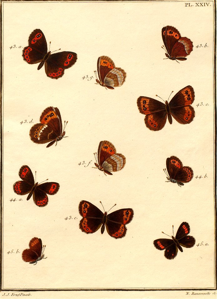 Pierre Nicolas Ransonnette - Engramelle - Paillons XXIV