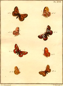 Pierre Nicolas Ransonnette - Engramelle - Paillons XVII