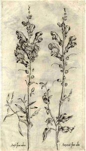 Pierre Vallet Jardin du roy Henry IV ubs G 382 II 01