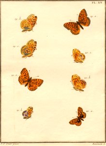 Pierre Nicolas Ransonnette - Engramelle - Paillons XV