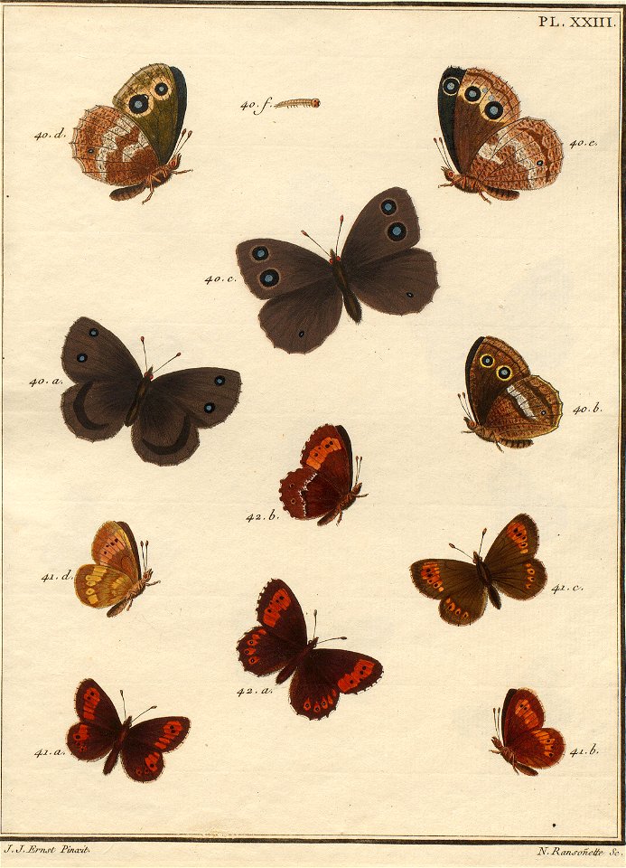 Pierre Nicolas Ransonnette - Engramelle - Paillons XXIII