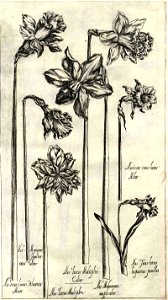 Pierre Vallet Jardin du roy Henry IV ubs G 382 II 03