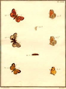 Pierre Nicolas Ransonnette - Engramelle - Paillons XVIII