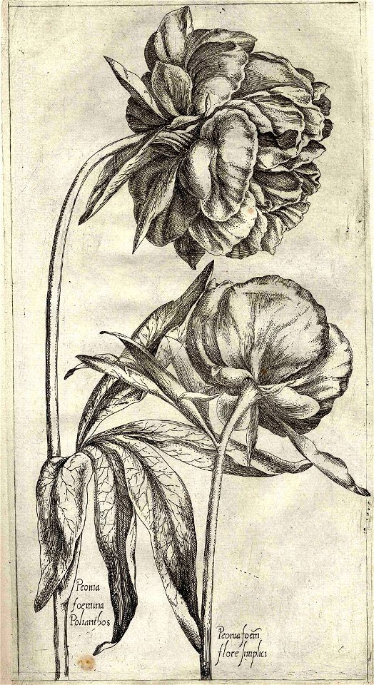 Pierre Vallet Jardin du roy Henry IV ubs G 382 II 06