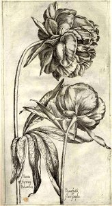 Pierre Vallet Jardin du roy Henry IV ubs G 382 II 06