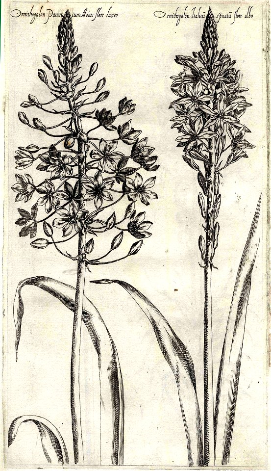 Pierre Vallet Jardin du roy Henry IV ubs G 382 II 04