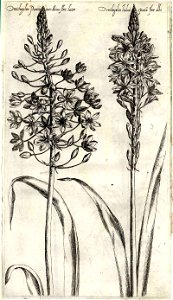Pierre Vallet Jardin du roy Henry IV ubs G 382 II 04