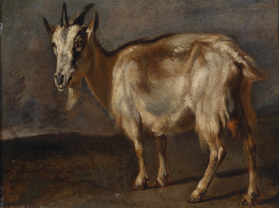 Pieter Boel Studie einer Ziege