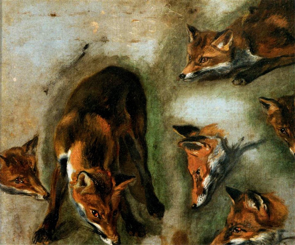 Pieter Boel - Studies of a Fox - WGA2329