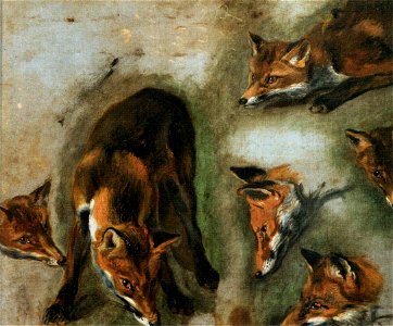 Pieter Boel - Studies of a Fox - WGA2329. Free illustration for personal and commercial use.