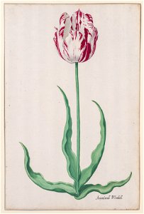 Pieter Holsteyn (Dutch, c.1612-1673) - Study of a Tulip (Ammirael Winckel) - 2019.4 - Cleveland Museum of Art