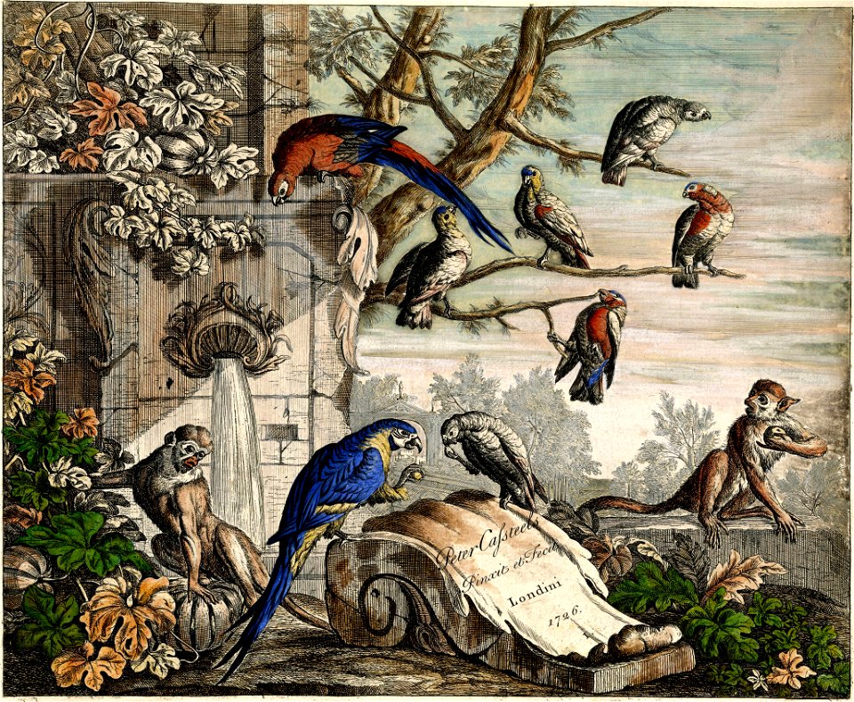 Pieter Casteels III - Set of 12 Bird Scenes - Plate 1