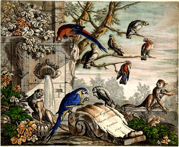 Pieter Casteels III - Set of 12 Bird Scenes - Plate 1. Free illustration for personal and commercial use.