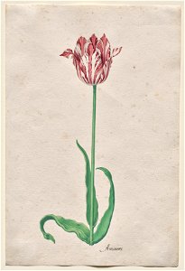 Pieter Holsteyn II (Dutch, c.1612-1673) - Study of a Tulip - 2020.131 - Cleveland Museum of Art