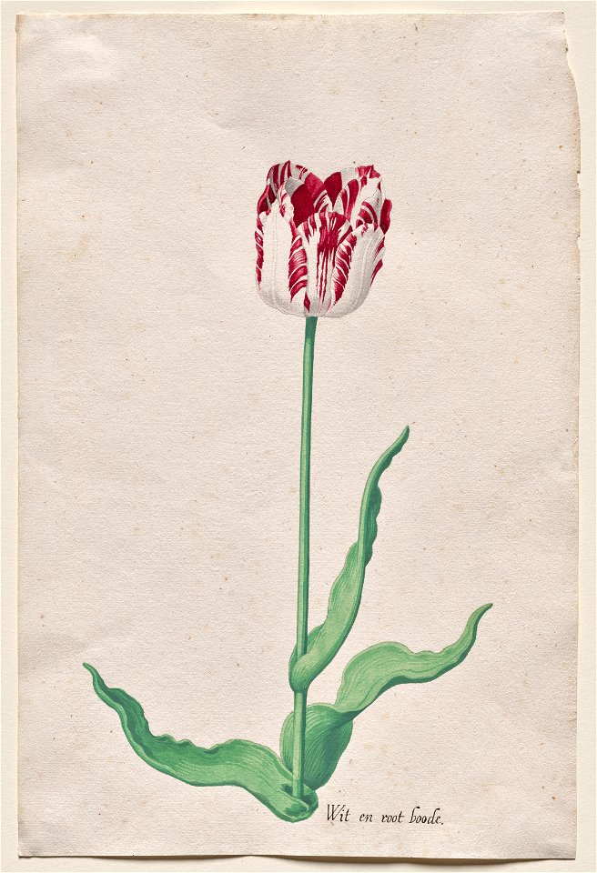 Pieter Holsteyn II (Dutch, c.1612-1673) - Study of a Tulip - 2020.130 - Cleveland Museum of Art