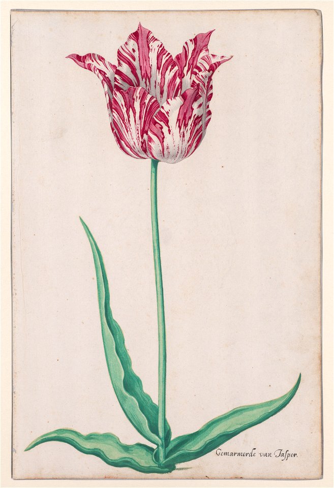 Pieter Holsteyn (Dutch, c.1612-1673) - Study of a Tulip (Gemarmerde van Jasper) - 2019.5 - Cleveland Museum of Art