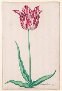 Pieter Holsteyn (Dutch, c.1612-1673) - Study of a Tulip (Gemarmerde van Jasper) - 2019.5 - Cleveland Museum of Art