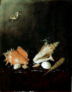 Pieter van de Venne - Still Life with Shells and Insects - 39.671 - Detroit Institute of Arts