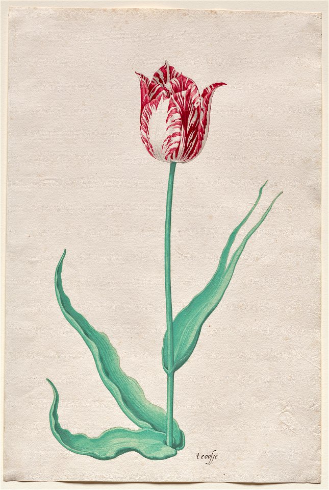 Pieter Holsteyn II (Dutch, c.1612-1673) - Study of a Tulip - 2020.132 - Cleveland Museum of Art