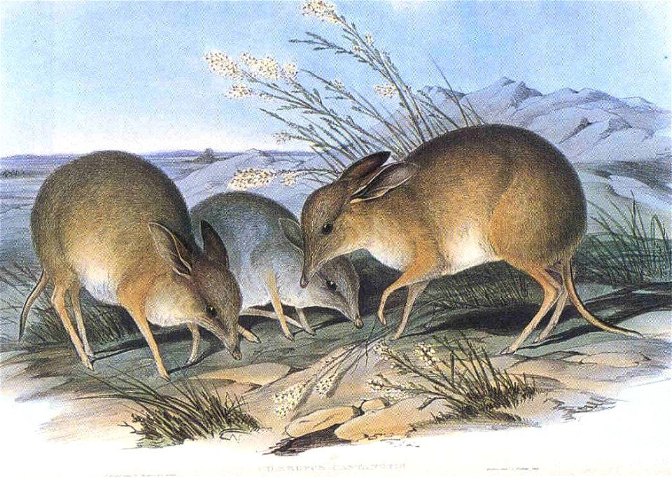 PigFootedBandicoot