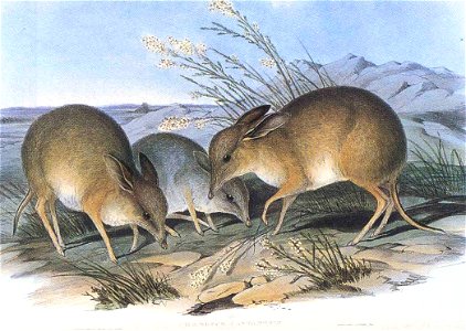 PigFootedBandicoot