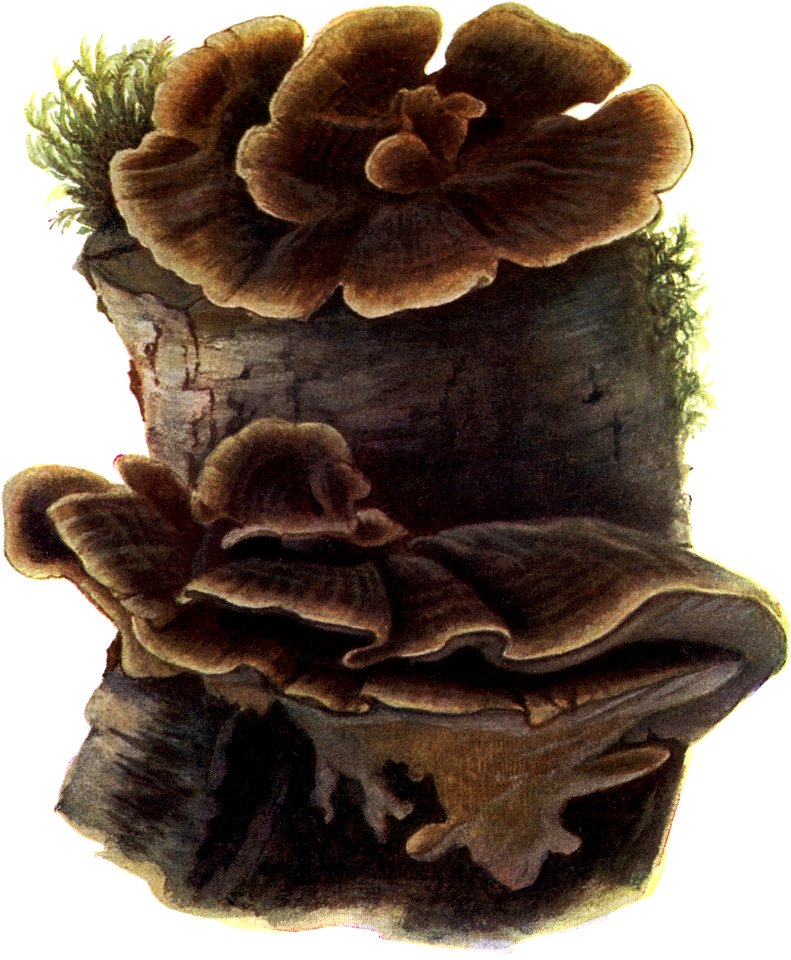 Pilze d. Heimat, T. 28a - Polyporus versicolor